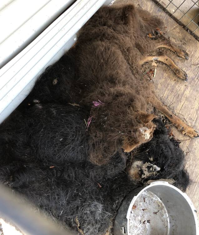 owner left dogs for over a week rspca inspectorate